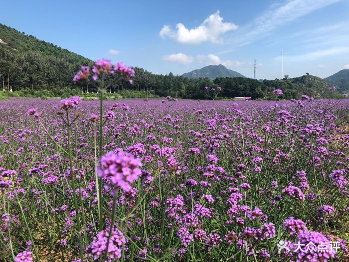 四季花海图片 - 第50张