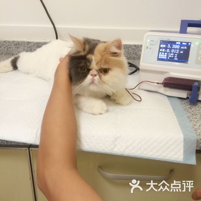 纳吉亚动物医院(成都分院)-图片-成都宠物-大众