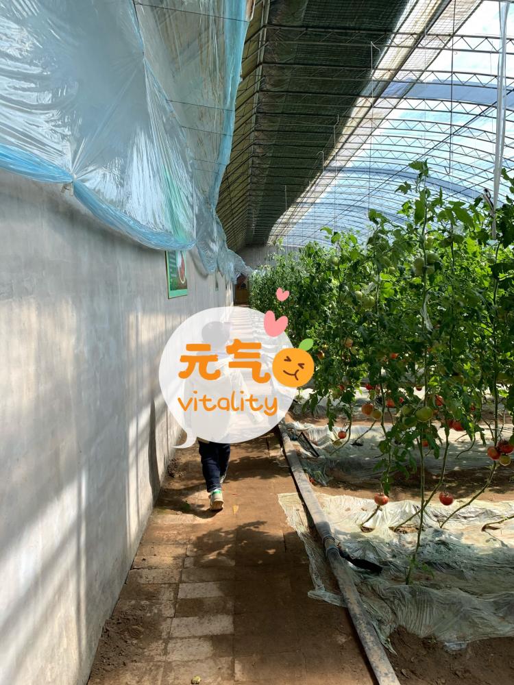 甲蔬庄园-"回老家发现汊河沿岸有这个采摘园,以为只是