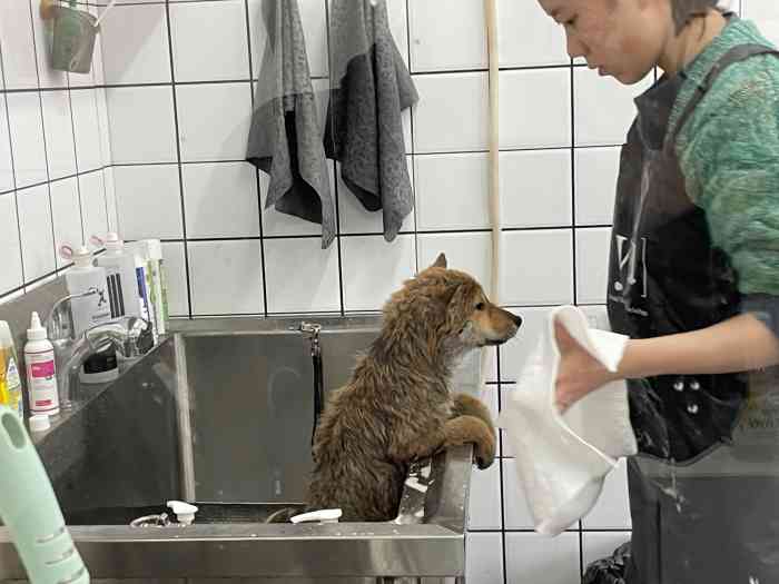 犬居宠物店-"【项目】洗澡 | 美容狗子每次过去都是."-大众点评移动版