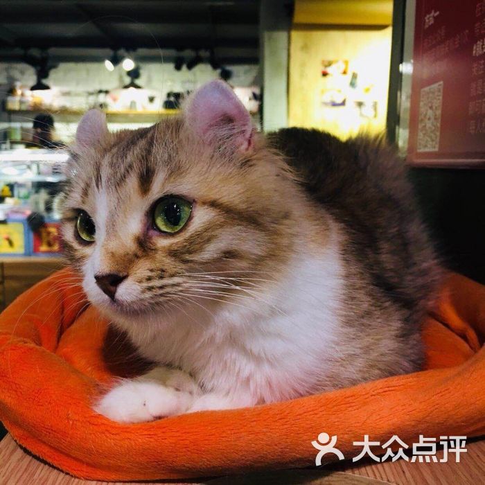 猫主题·就是这样的喵meow cafe(北京路店)图片 - 第2张