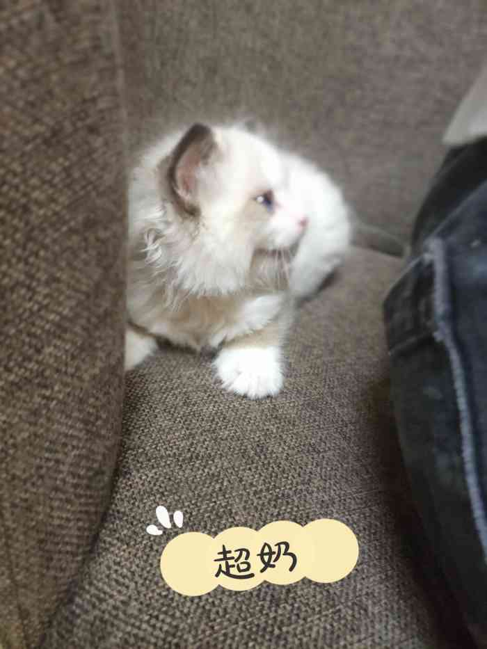 猫福瑞平价健康猫舍布偶金渐层