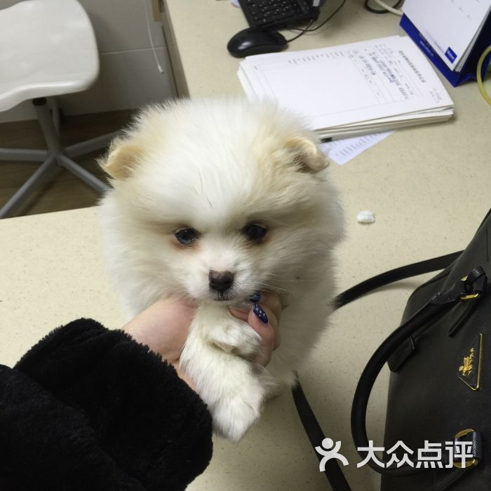 爱侣宠物医院(安琦尔分院)-图片-上海宠物-大众