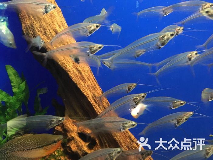 阳光国际水族馆图片 第18张