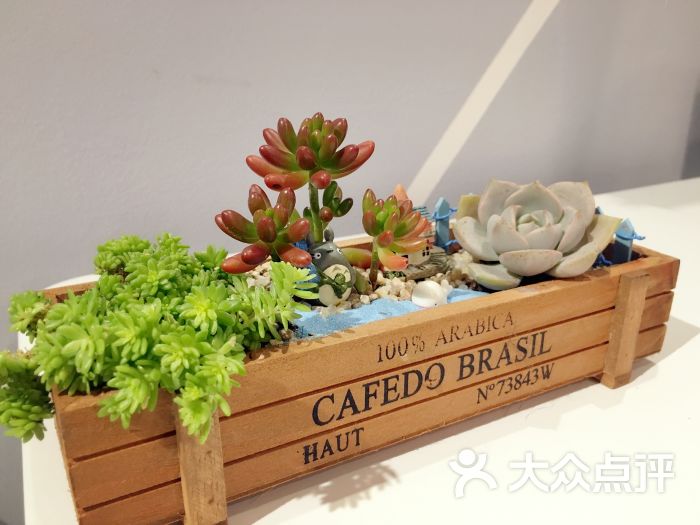 keys 多肉diy生活馆-图片-苏州休闲娱乐-大众点评网