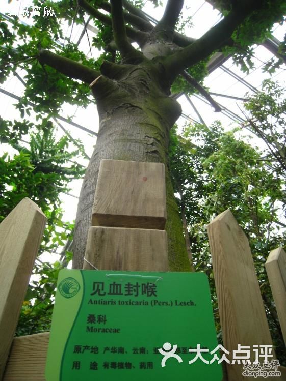 见血封喉树 薯鼠薯鼠 滢同学