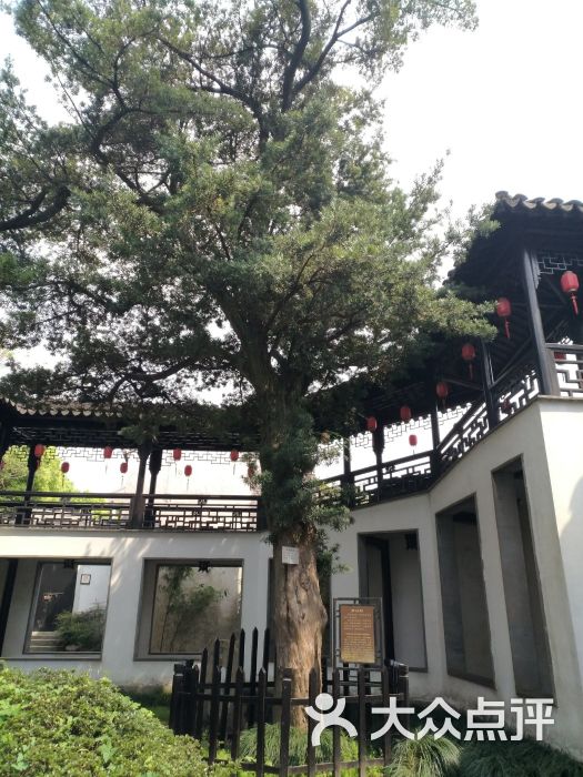 苏州古松园图片 第65张