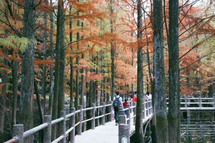 雪窦岭水杉林