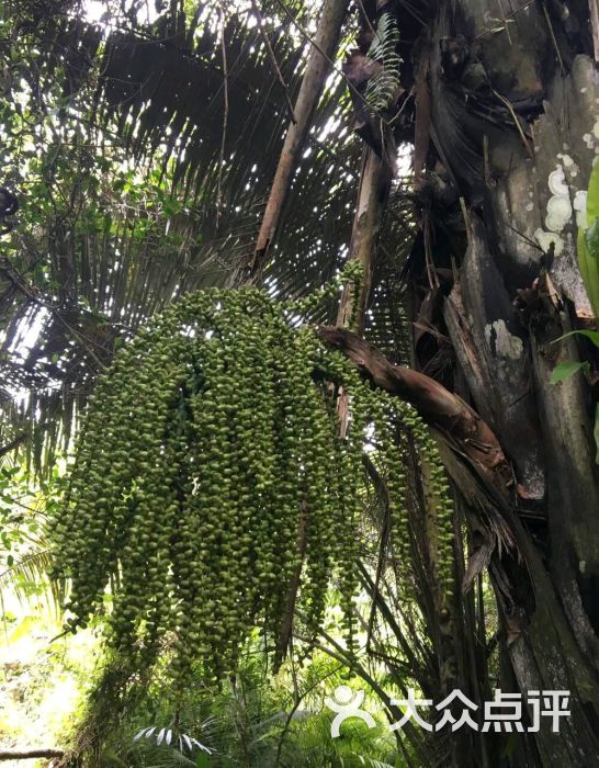 三亚呀诺达雨林文化旅游区-图片-保亭周边游