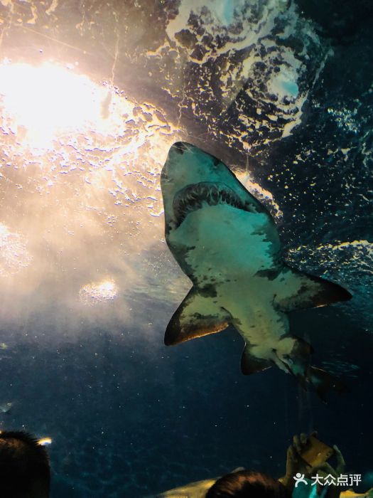 上海海洋水族馆鲨鱼图片 - 第4张