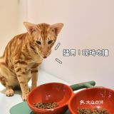 2年养宠经验宠物博主60都难逃过未卡猫空间