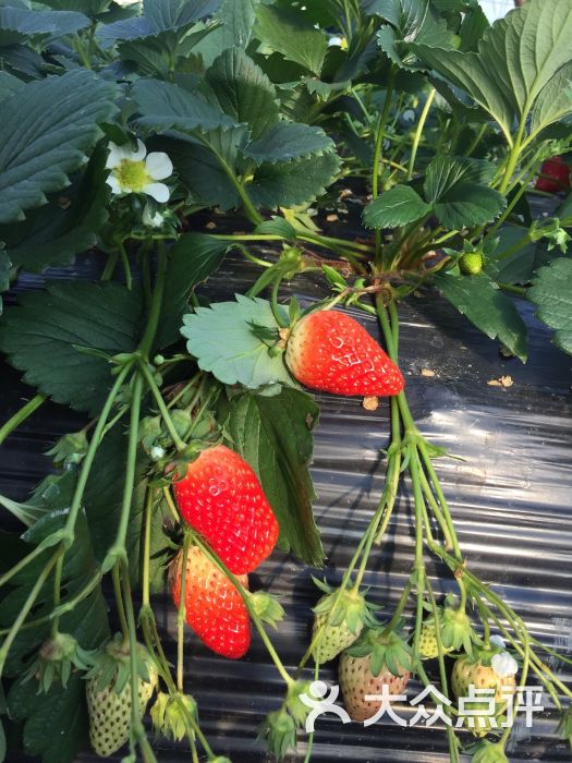 春蔓地草莓园图片 - 第2张