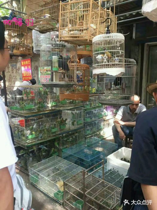 西仓花鸟鱼虫市场图片