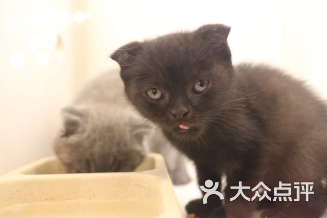 【喜喵喵】电话_地址_价格_营业时间_雍和宫