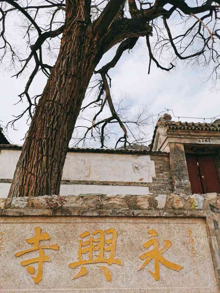 长峪城永兴寺-"[糖果]山上到处都是几十年上百年的野生海.