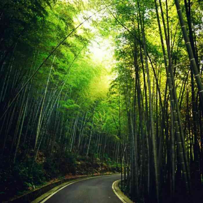 茶山竹海风景区-"永川茶山竹海名副其实,成片的竹子.