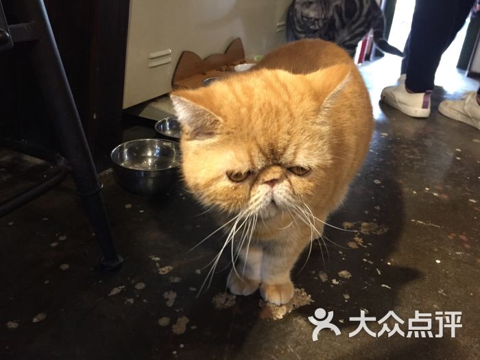 小西堂x tiny cafe猫咪主题餐厅(南锣鼓巷店)图片 - 第8张