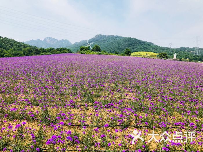 紫云花汐薰衣草庄园图片 - 第5张