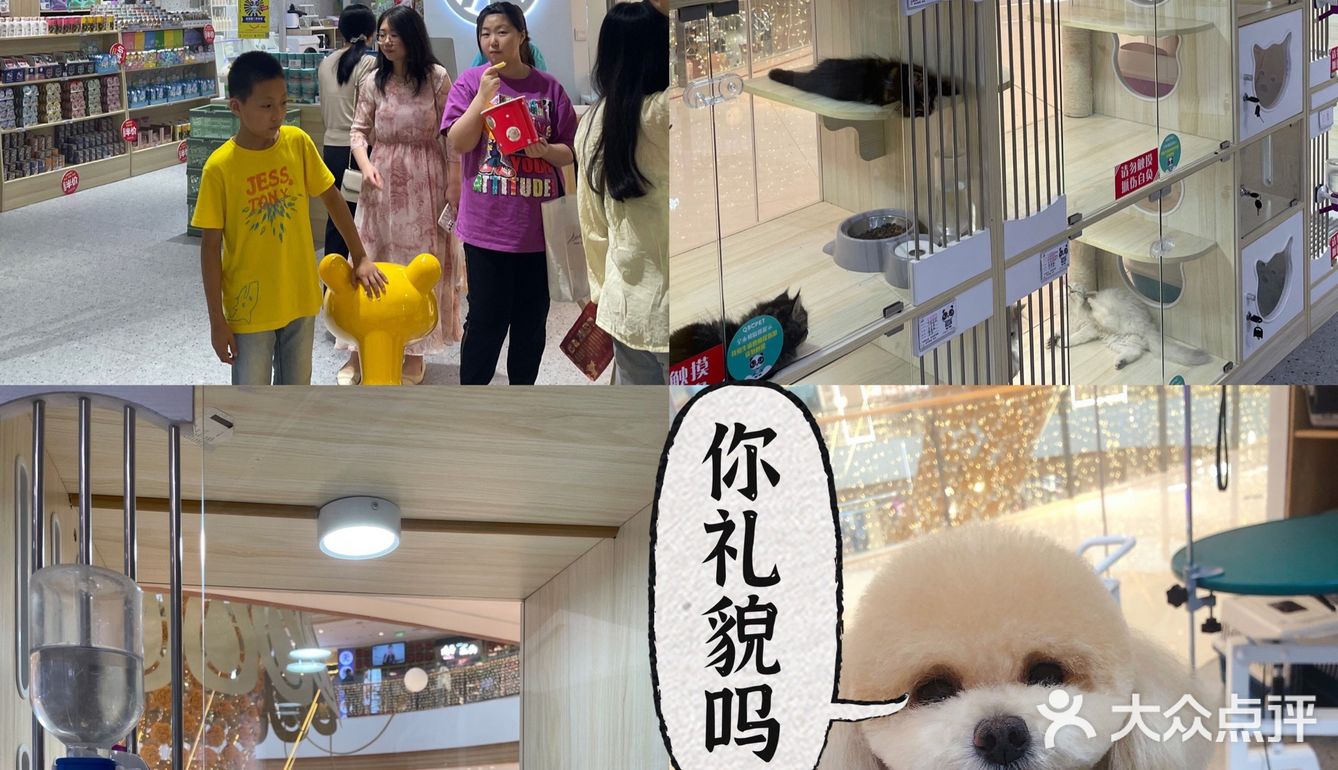 唐山网红宠物店 | 一起来撸猫撸狗呀[调皮]