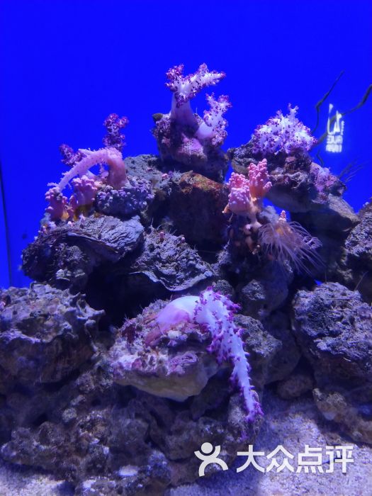 青岛水族馆图片 - 第35张