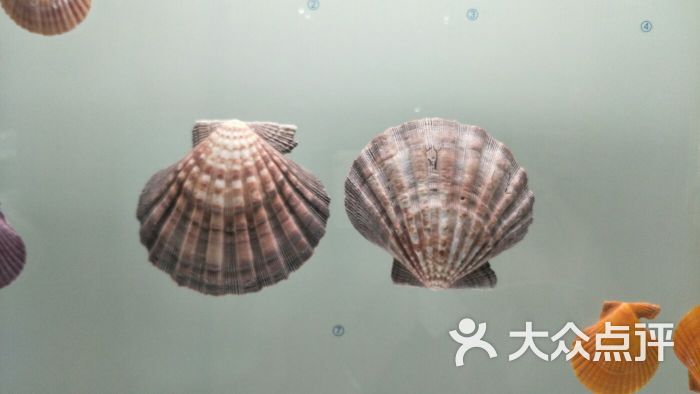 青岛贝壳博物馆图片 第4张