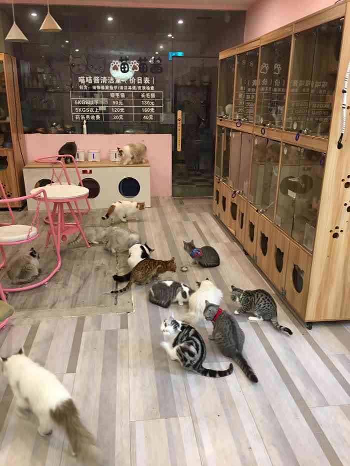 喵喵酱撸猫馆猫舍法斗吧亚新广场综合店