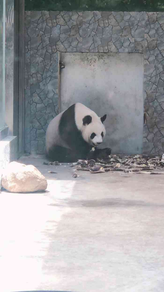 西安秦岭野生动物园-"特别野 为了看熊猫特意去了汉中