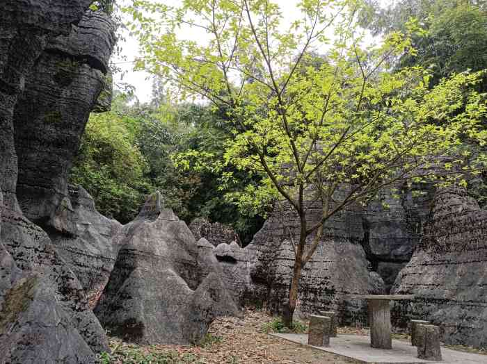 去了西部竹石林景区还没回成都,就看到官方发布的西部竹石林景区作为