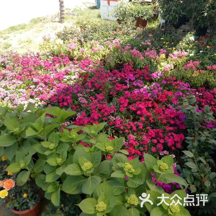 华新花卉苗木基地