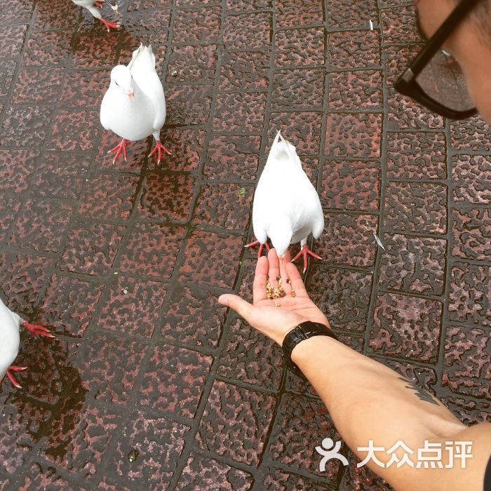 东部华侨城-汽车小镇图片-深圳景点-大众点评网