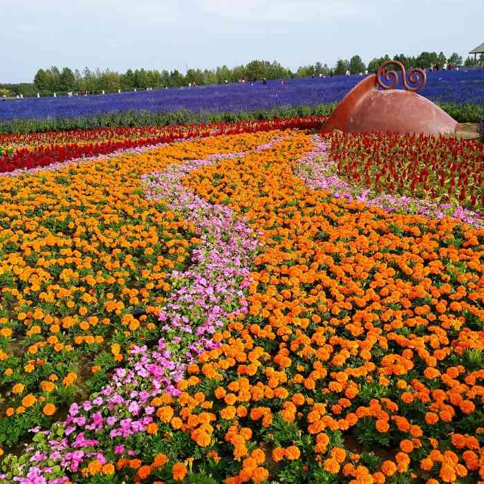 安国市中药都药博园-"药博园我还是第一次去[悠闲]多