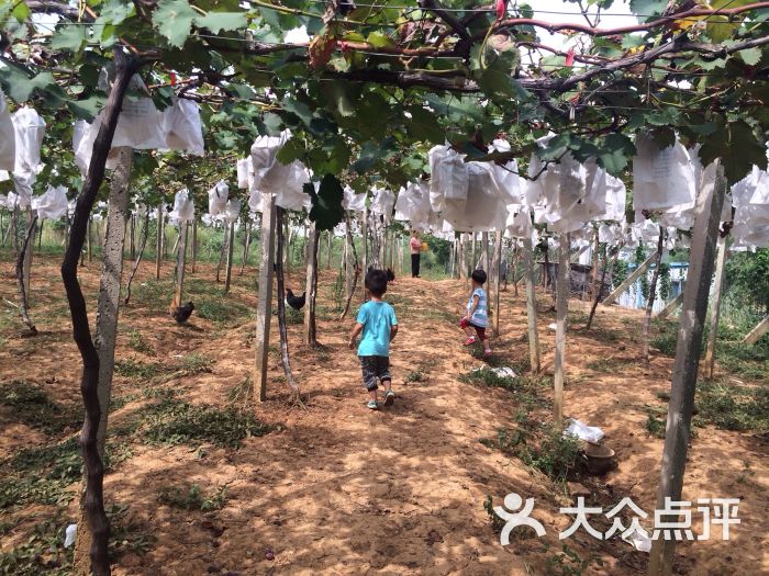 江苏句容丁庄葡萄园-图片-句容市休闲娱乐