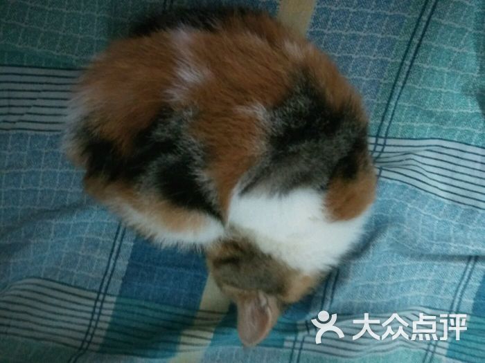 甜饼宠猫猫舍-图片-北京宠物