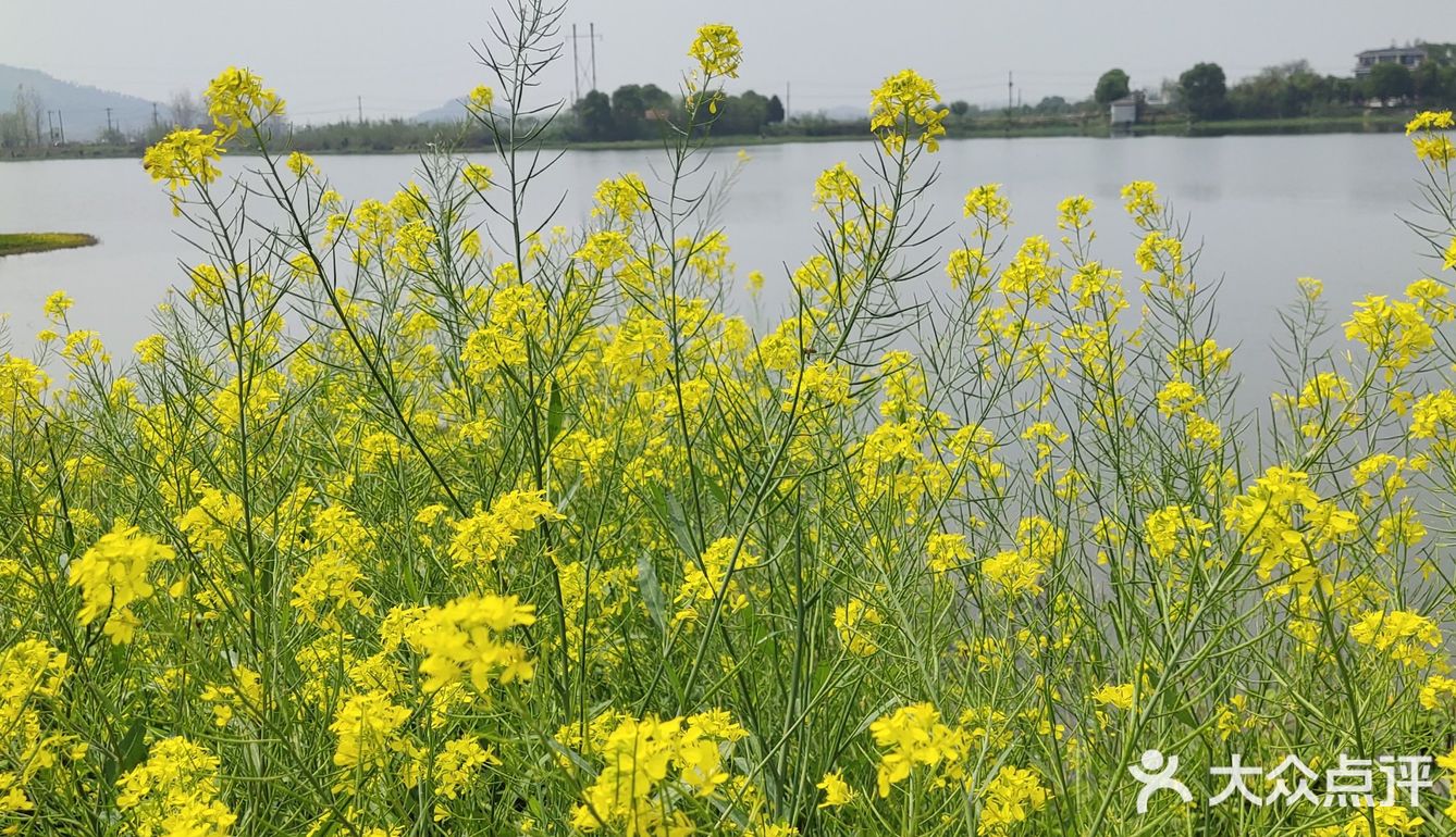 河边的油菜花,春天里随处可见的暖黄