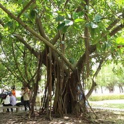 红树林海滨公园门票_地址_地图_攻略(图)-深圳