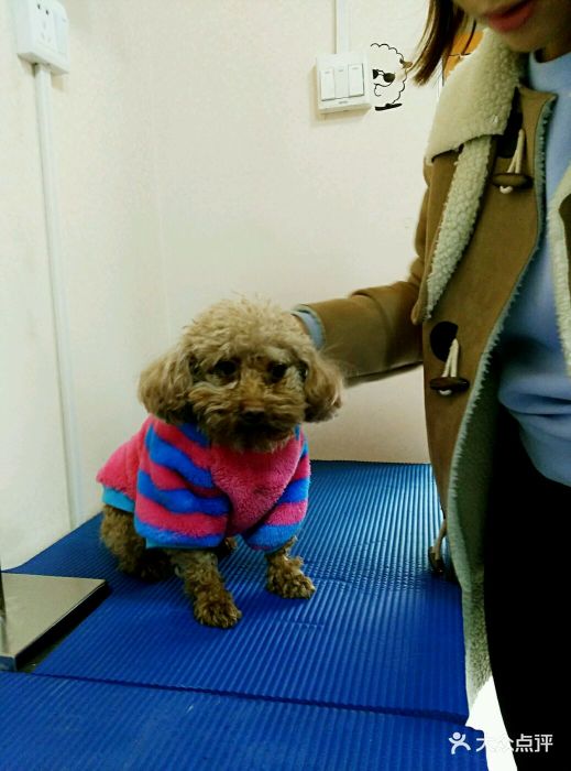 给猫打了个疫苗100,医生还给了些猫草,地.-瑞