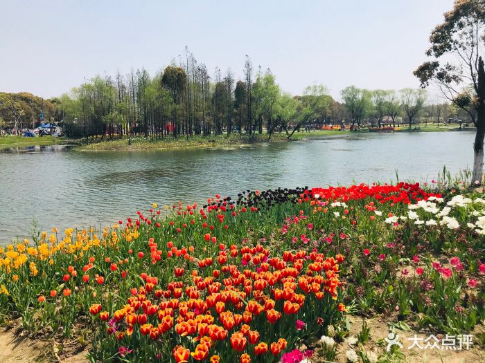 昆山巴城荷兰郁金香文化节