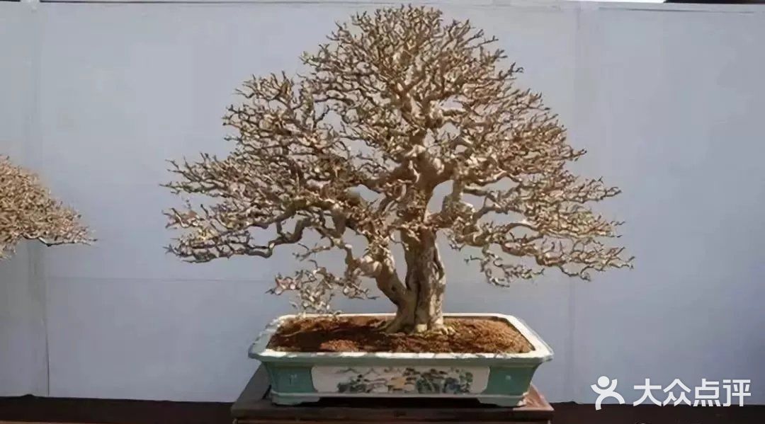 黄杨木盆景的介绍