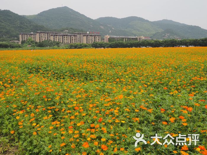 荪湖花海-图片-宁波周边游-大众点评网