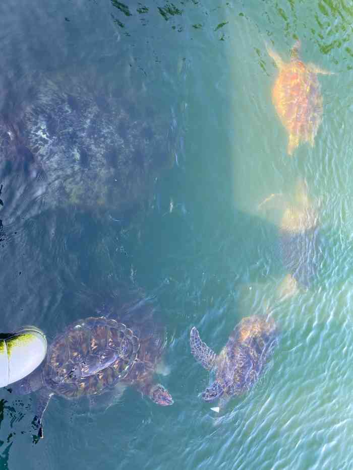 海龟城"海龟城的性价比很高,5元的门票可以见识到-大众点评移动版