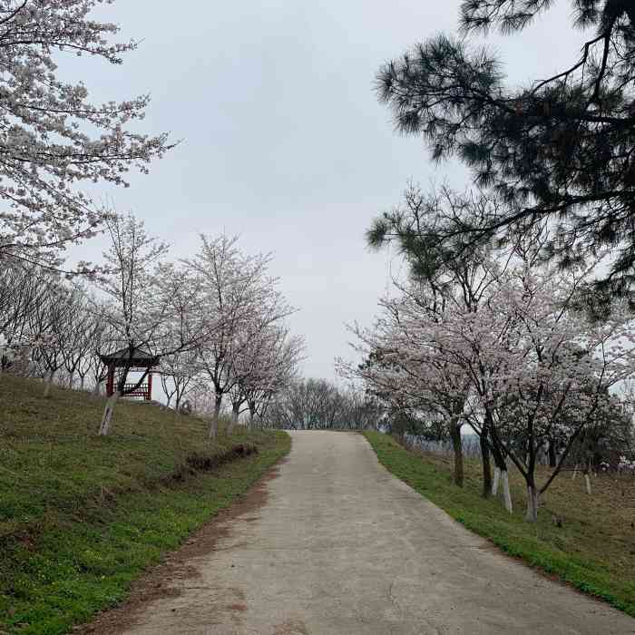 和平友好樱花园"中日友好公园,去时时因为名字上有樱花,相.