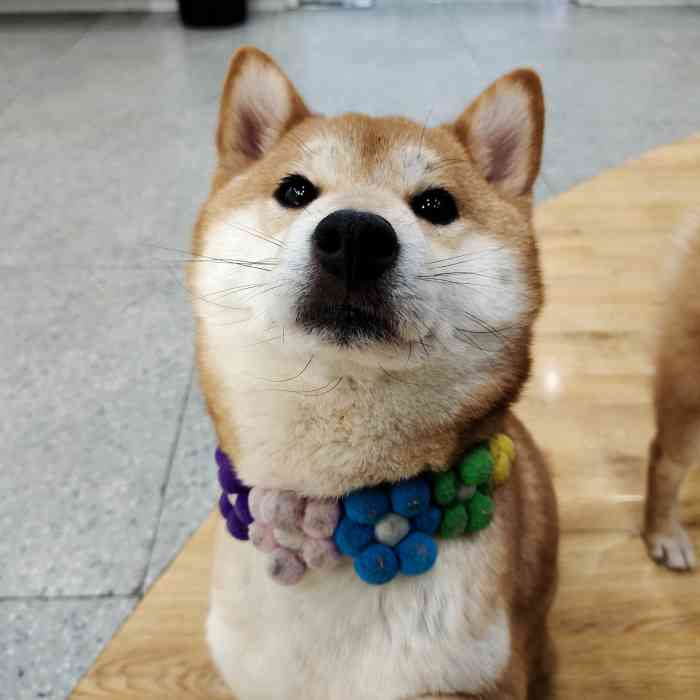 是我一直很喜欢的狗狗品种了店里的狗狗都很乖很可爱柴犬天生高冷啊