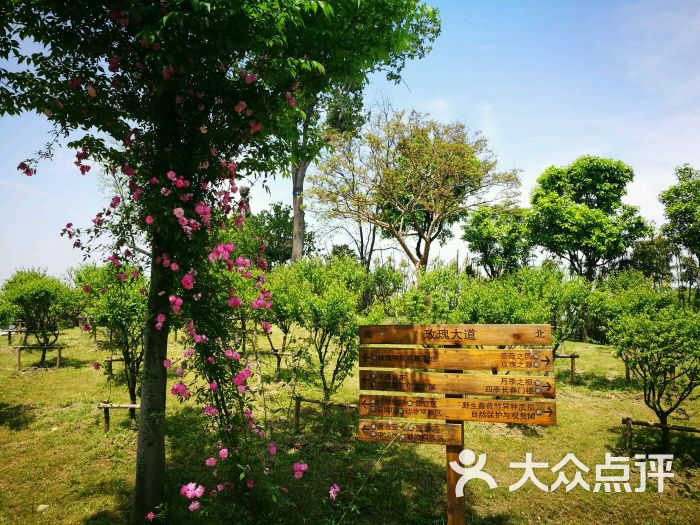 鹅湖玫瑰文化园图片 - 第2张