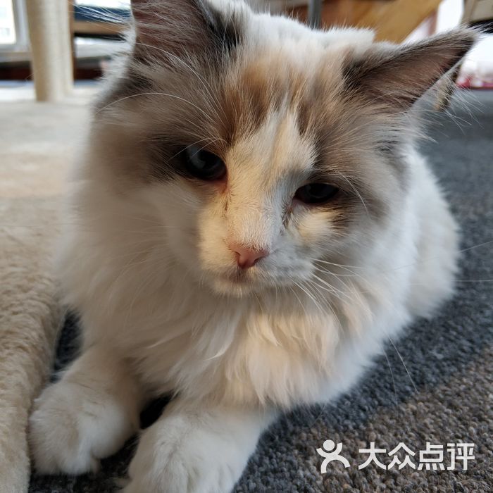 萌爪猫咪咖啡猫舍图片-北京咖啡厅-大众点评网