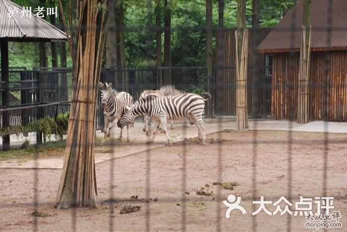 红山森林动物园