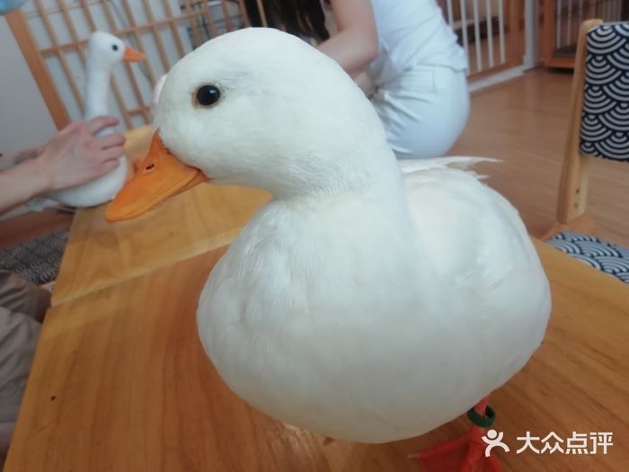 cute duck club·冲鸭俱乐部-柯尔鸭-菜-柯尔鸭图