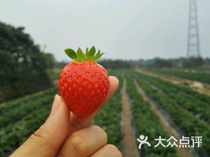 古港草莓园-图片-广州景点-大众点评网