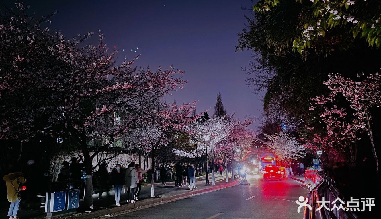 鸡鸣寺夜樱