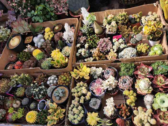 黄山花鸟市场-"下午路过黄山花鸟市场,忍不住兜一圈,.