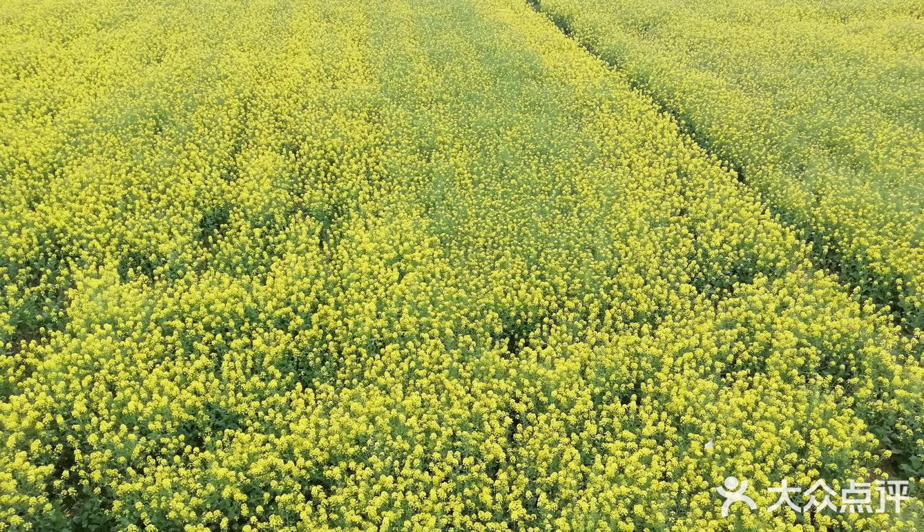 在安义古村附近看了油菜花